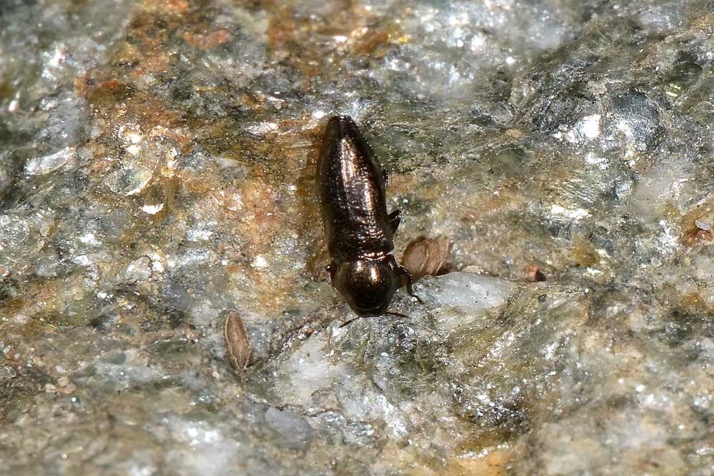 Aphanisticus pygmaeus (Buprestidae)